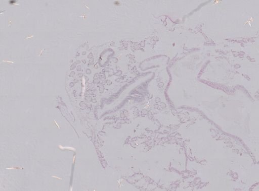 Crassostrea virginica