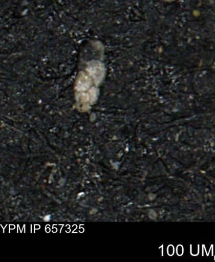 Bimonilina variana