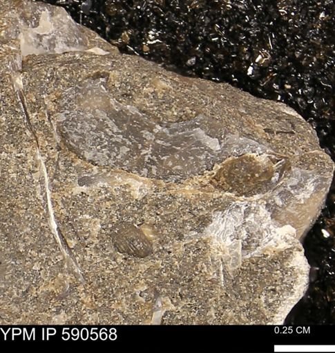 Gastropoda