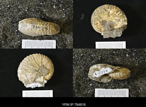 Phelopteria linguaeformis
