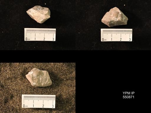 Marginifera wabashensis