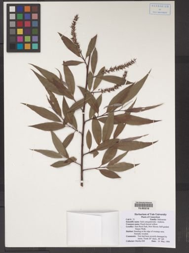 Salix amygdaloides