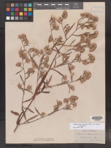 Symphyotrichum lanceolatum