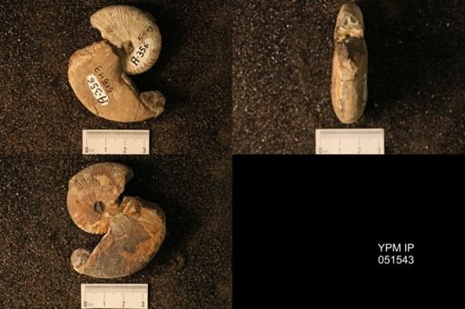 Hoploscaphites nicolletii