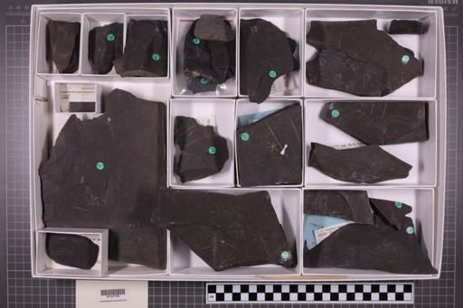 mixed taxa, stratigraphic collection