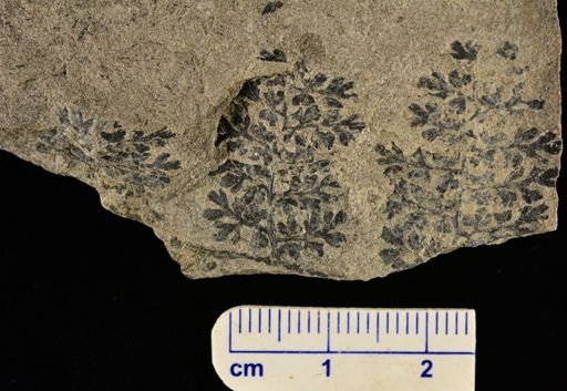 Sphenopteris sp.