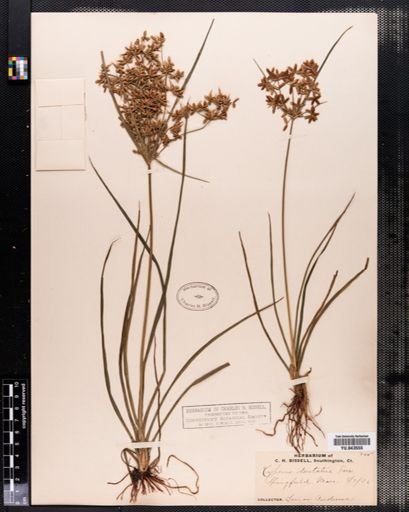 Cyperus dentatus