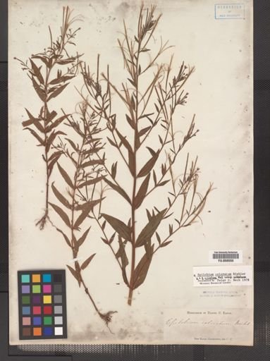 Epilobium coloratum