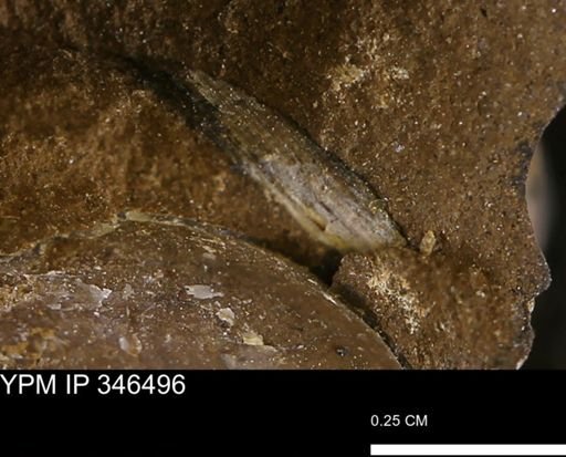 undet. Bivalvia