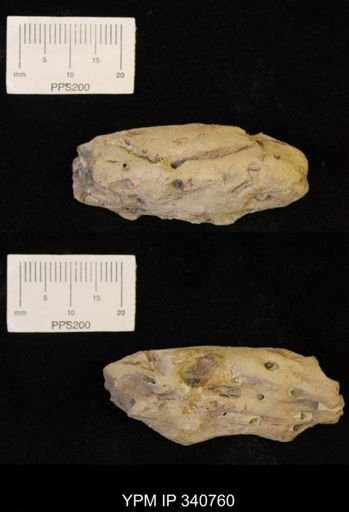 Dentalium sp.