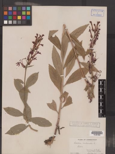 Lobelia cardinalis
