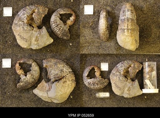 Jeletzkytes nebrascensis