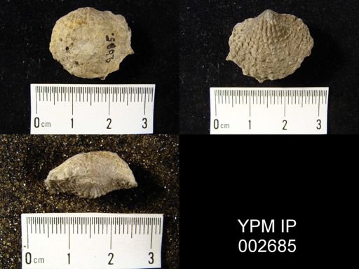 Atrypa reticularis
