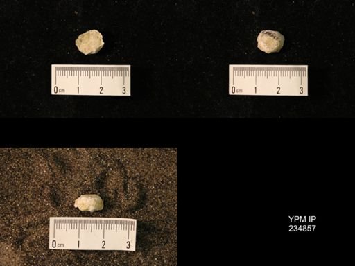 Marginifera fragilis