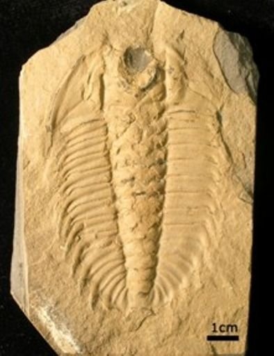 Olenoides serratus