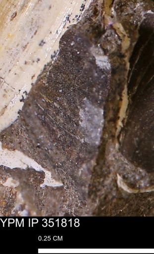 Limopsis striatopunctatus