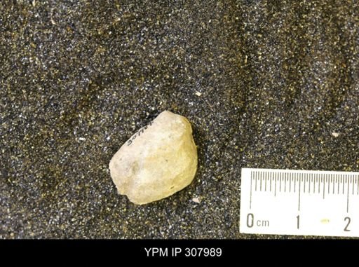 Inoceramus sp.
