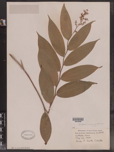 Maianthemum