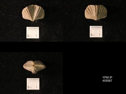 Platystrophia laticosta