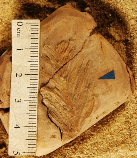 Sequoia angustifolia
