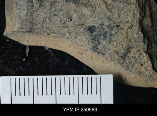 Eurypterus pittsfordensis