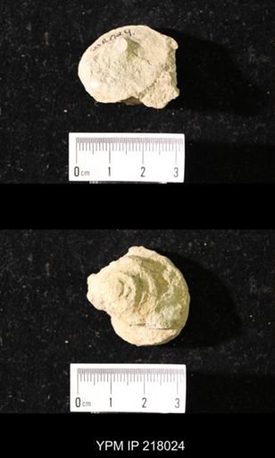 Worthenia tabulata
