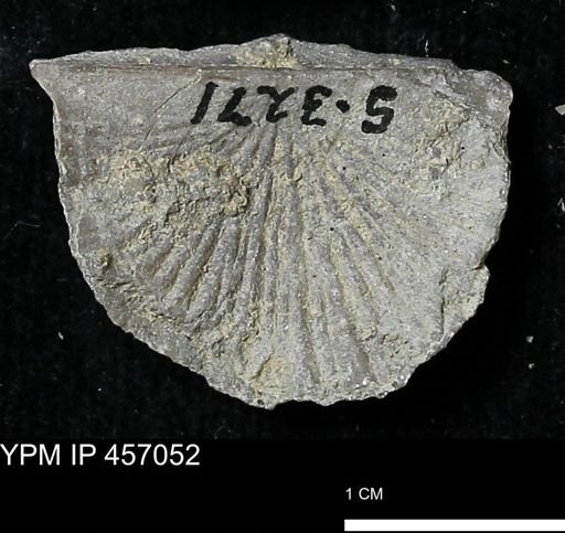 Stropheodonta sp.