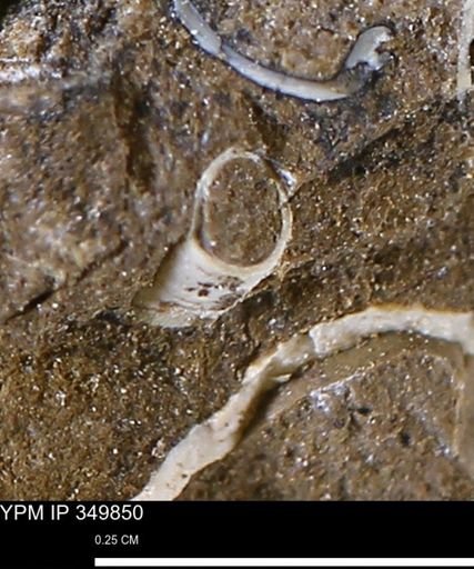 undet. Scaphopoda