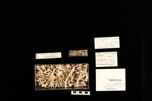 Varanus albigularis