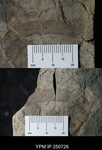 Eurypterida