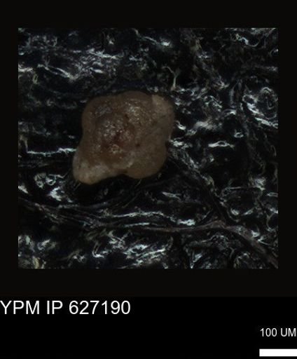undet. Foraminiferida