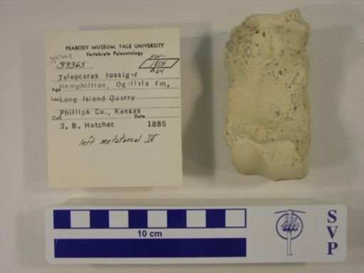 Teleoceras fossiger