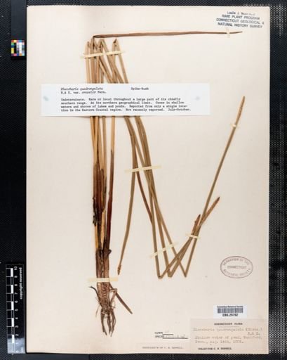 Eleocharis quadrangulata