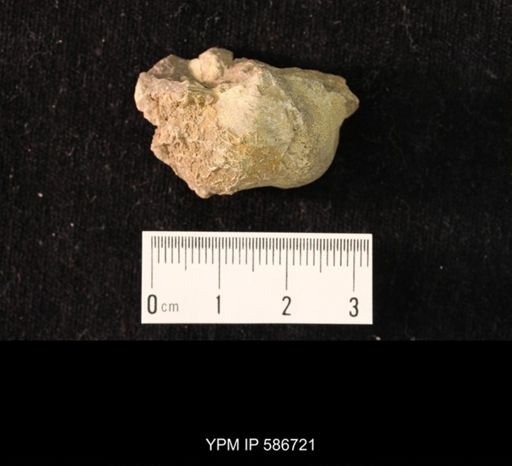 Howseia latirostrata