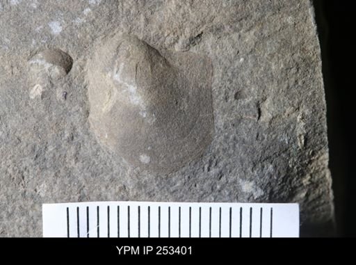 undet. Eurypterida