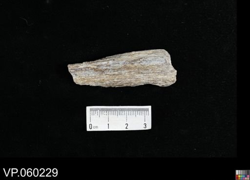 undet. Actinopterygii