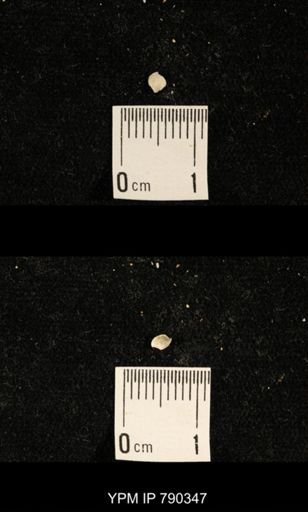 undet. Brachiopoda