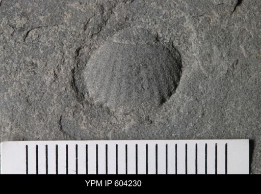undet. Brachiopoda