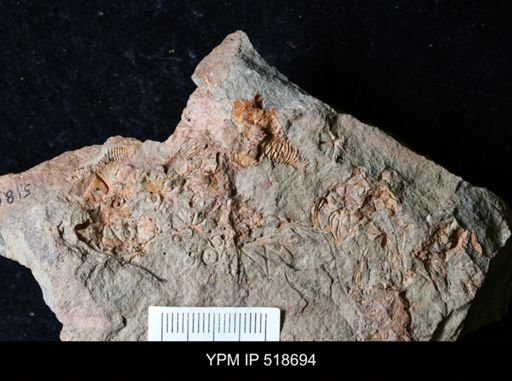 Macrocystella sp.