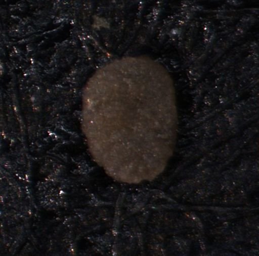 Foraminiferida