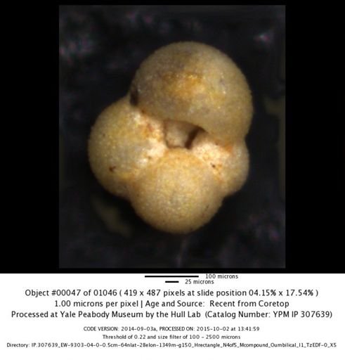 undet. Foraminiferida
