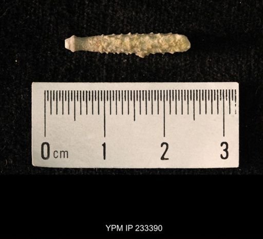 Archaeocidaris sp.