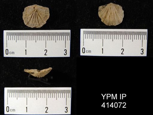 undet. Brachiopoda