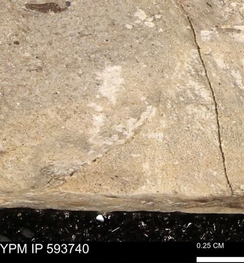 Baculites sp.