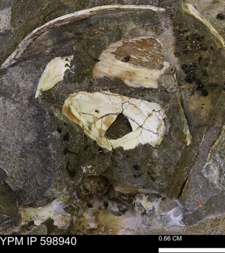 Hoploscaphites sp.