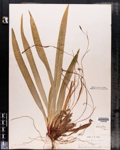 Carex