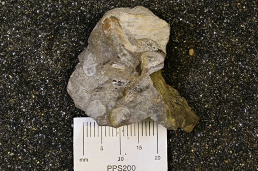 Protocardia