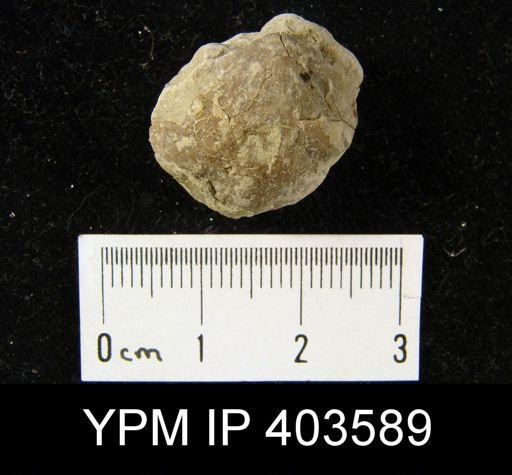 Stropheodonta equistriata
