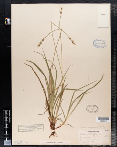 Carex pilulifera