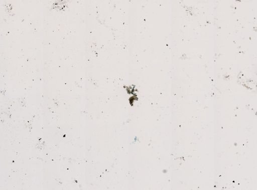Pleistophora macrozoarcides